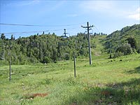 Wild Catat Snowbasin, UT