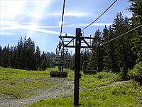 Silver Fir at Snoqualmie Summit