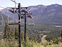 Silver Fir at Snoqualmie Summit