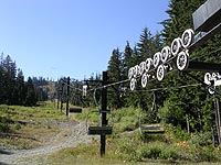 Silver Fir at Snoqualmie Summit