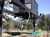 Silver Fir at Snoqualmie Summit