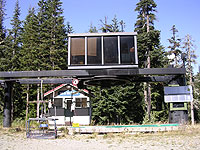 Silver Fir at Snoqualmie Summit